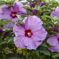 SUMMERIFIC® Lilac Crush Perennial Hibiscus, Hardy Hibiscus, Hibiscus 'Lilac Crush'